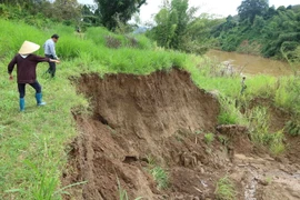 Nhiều diện tích đất canh tác bị sạt lở xuống sông Đồng Nai do khai thác cát. (Ảnh: Nguyễn Dũng/TTXVN)
