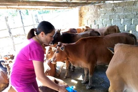 Phun khử trùng chuồng trại. (Ảnh: Bùi Đức Hiếu/TTXVN)