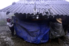 Căng bạt che chắn chuồng trại, chủ động phòng, chống rét cho gia súc. (Ảnh: Thế Duyệt/TTXVN)