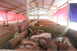 Ảnh minh họa. (Nguồn: TTXVN)