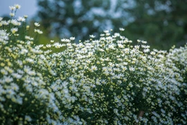 [Photo] Cúc họa mi đẹp tinh khôi "đón" mùa Đông về Hà Nội