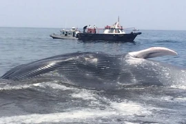 (Ảnh: critica.com.pa)