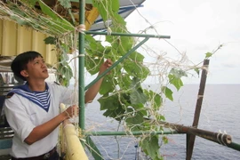 Chiến sỹ nhà giàn DK1/12 (Bà Rịa-Vũng Tàu) trồng rau để cải thiện bữa ăn. (Ảnh: Trần Việt/TTXVN)