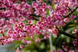 Năm 2006, hoa anh đào Higan Sakura (Nhật Bản) được trồng tại đảo hoa giữa lòng hồ Pá Khoang, Điện Biên. (Ảnh: Xuân Tư/TTXVN)