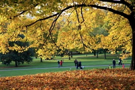 Mùa Thu năm nay tại Anh bắt đầu từ ngày 23/9 và khép lại trước khi mùa Đông tới vào ngày 21/12. (Ảnh: Như Mai/Vietnam+)