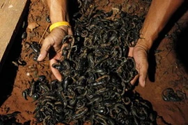 Đàn bọ cạp của anh Suang Puangsri. (Ảnh: Internet).