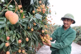Vườn vải U hồng của gia đình ông Lê Hồng Hải ở thôn Phúc Giới, xã Thanh Bính, huyện Thanh Hà, tỉnh Hải Dương. (Ảnh: Mạnh Minh/TTXVN)