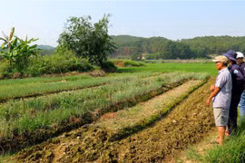 Nhiều diện tích đất sản xuất tại Thừa Thiên-Huế bị thiếu nước. (Ảnh: Tường Vi/TTXVN)