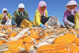 Nông dân Trung Quốc phơi ngô. (Nguồn: China Daily)