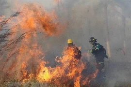 Lực lượng cứu hỏa nỗ lực dập lửa cháy rừng tại Robore, tỉnh Santa Cruz, Bolivia, ngày 19/8/2019. (Nguồn: AFP/TTXVN)