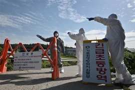 Nhân viên kiểm dịch Hàn Quốc phong tỏa tuyến đường vào một trại nuôi lợn được xác nhận nhiễm dịch tả lợn châu Phi ở Paju. (Ảnh: AFP/TTXVN)