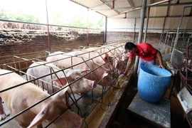 Một trang trại nuôi lợn tại huyện Văn Lâm, Hưng Yên. (Ảnh: Phạm Kiên/TTXVN)