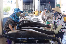 Sơ chế cá ngừ đại dương tại cảng cá Đông Tác, thành phố Tuy Hòa. (Ảnh: Phạm Cường/TTXVN)