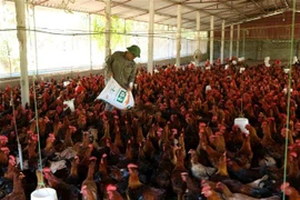 Kinh tế tư nhân đóng góp đáng kể vào nguồn thu ngân sách nhà nước. (Ảnh: Vũ Sinh/TTXVN)