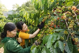 Vườn càphê.