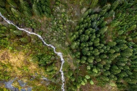 Mỗi khoản quyên góp 20 kroner Đan Mạch (khoảng 3 USD), một cây xanh sẽ được trồng. (Nguồn: dw)