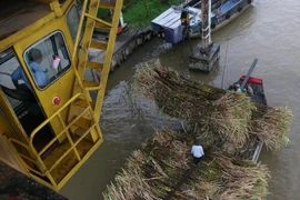 Thu mua mía nguyên liệu tại cầu cảng nhà máy đường Vị Thanh. (Ảnh: Duy Khương/TTXVN)