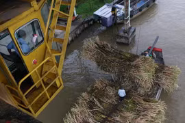 Thu mua mía nguyên liệu tại cầu cảng nhà máy đường Vị Thanh. (Ảnh: Duy Khương/TTXVN)