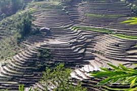 Những thửa ruộng bậc thang nhìn hút tầm mắt tại khu vực xã biên giới Vàng Ma Chải huyện Phong Thổ uốn lượn như những tác phẩm nghệ thuật. (Ảnh: Quý Trung/TTXVN)