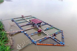Nuôi cá lồng trên sông Hồng. (Ảnh: Phạm Kiên/TTXVN)