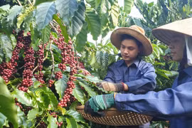 Thu hái càphê khi đã đủ độ chín, trên 95%. (Ảnh: Hưng Thịnh/TTXVN)