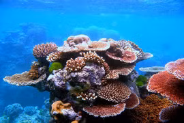Quần thể san hô Great Barrier đang bị đe dọa từ việc tẩy trắng san hô và thiệt hại từ sao biển có gai. (Nguồn: thepurplepassport)