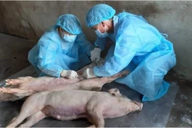 Ngành chức năng lấy mẫu bệnh phẩm. (Ảnh: Thanh Bình/TTXVN)