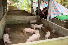 Đàn lợn gia đình. (Ảnh: Đức Tưởng/TTXVN)