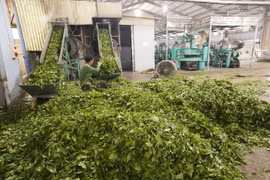 Dây chuyền sản xuất chè Shan tại Công ty cổ phần Đầu tư phát triển Chè Tam Đường. (Ảnh: Anh Tuấn/TTXVN)