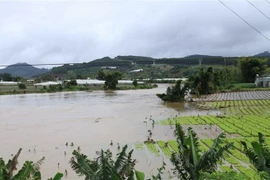 Nhiều vườn rau Tết bên sông Đa Nhim bị ngập nước do thuỷ điện Đa Nhim tiến hành xả lũ. (Ảnh: Nguyễn Dũng/TTXVN)