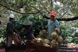 Nông dân huyện Krông Pắk, tỉnh Đắk Lắk thu hoạch sầu riêng. (Ảnh: Tuấn Anh/TTXVN)