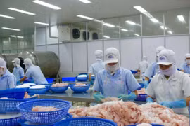 Chế biến cá tra xuất khẩu. (Ảnh: Thanh Sang/TTXVN)