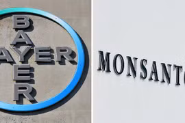 Biểu tượng tập đoàn Bayer (trái) và công ty con Monsanto - bên phải. (Ảnh: AFP/TTXVN)
