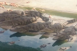 Cá sấu đủ trọng lượng xuất bán nhưng vẫn được gia đình bà Nguyễn Thị Hương (ấp 1, xã Phú Ngọc, huyện Định Quán) giữ lại nuôi chờ tăng giá. (Ảnh: Sỹ Tuyên/TTXVN)