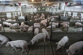 Lợn nuôi tại một trang trại ở Quebec, Canada ngày 26/6/2019. (Nguồn: AFP/TTXVN) 