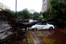 Cây xanh bật gốc đè bẹp xe ôtô trên phố Hai Bà Trưng. (Ảnh: Minh Quyết/TTXVN)