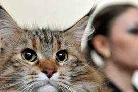 Dell lên tiếng vì laptop bốc mùi… nước tiểu mèo