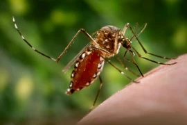 Muỗi Aedes, vật trung gian lây truyền virus Zika. (Nguồn: Daily News/TTXVN)