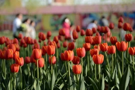 (Ảnh minh họa: THX/TTXVN)