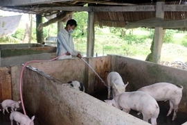 Nông dân huyện Hòa Bình, tỉnh Bạc Liêu chăm sóc đàn lợn. (Ảnh: Thanh Liêm/TTXVN)