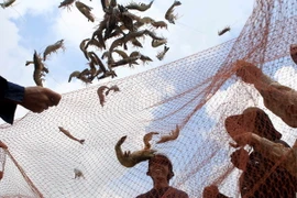 Giá tôm ở Cà Mau tăng trở lại sau ba tháng sụt giảm