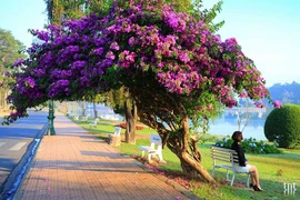 [Video] Chiêm ngưỡng thành phố tình yêu Đà Lạt từ trên cao