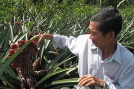 Dứa cảnh - Nguồn thu nhập dịp Tết của nông dân Tiền Giang