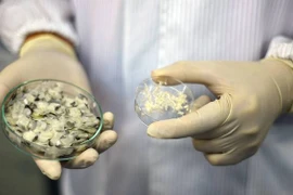 Khi được thử nghiệm trên chuột, collagen cũng đem lại nhiều tiềm năng trong việc điều trị và tái tạo mô. (Nguồn: NTU)