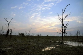[Photo] Nước mặn tấn công các khu bảo tồn ngập nước Ramsar