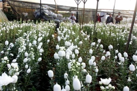 Vườn trồng hoa cúc của người dân làng hoa Hà Đông, thành phố Đà Lạt. (Ảnh: Thanh Tùng/TTXVN)
