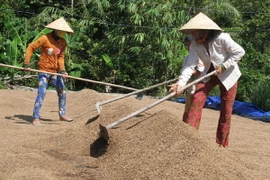 Giá lúa nhích lên nhờ hoạt động thu mua tạm trữ vụ Đông Xuân