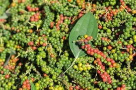 [Video] Sức nóng từ thị trường hồ tiêu Việt Nam vẫn chưa hạ nhiệt