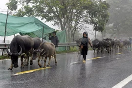 Người dân đưa gia súc đi tránh rét. (Ảnh: Quốc Khánh/TTXVN) 