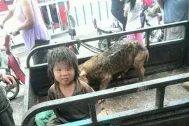 [Photo] Cận cảnh cuộc sống cùng lợn đáng thương của bé trai